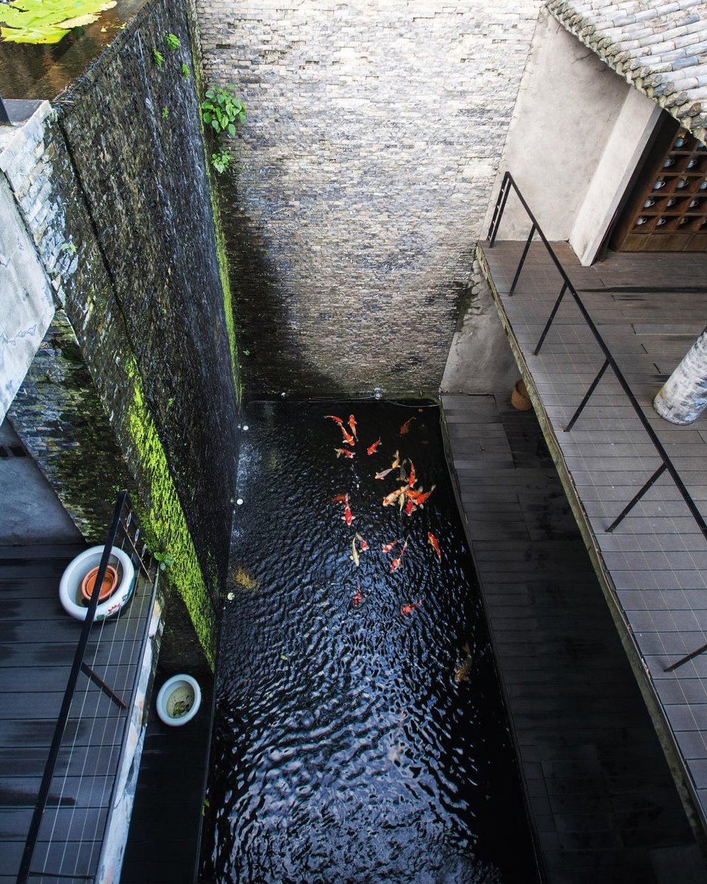 Koi pond