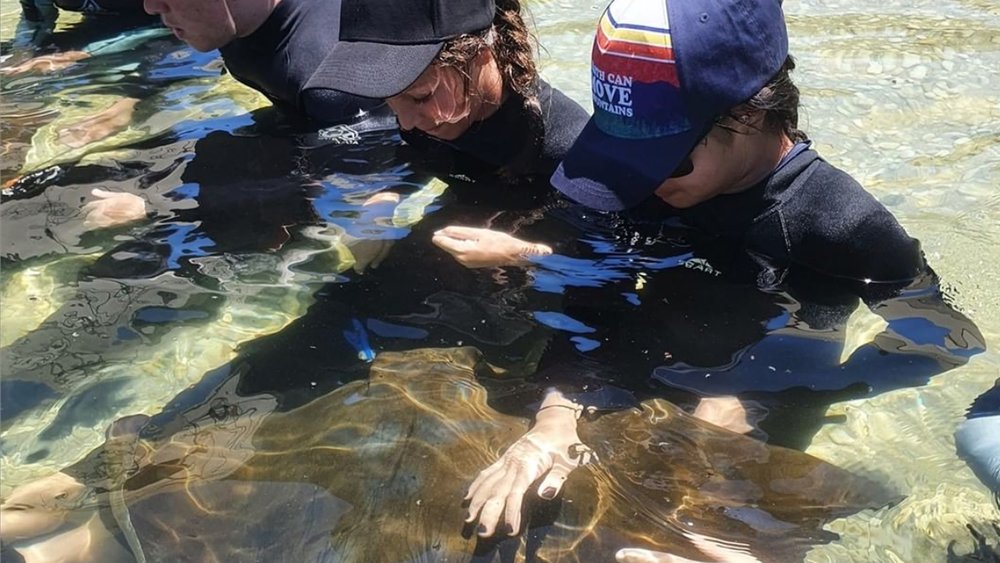 Enjoy a fin-to-face encounter at Irukandji. Image credit: @irukandji_sharknray