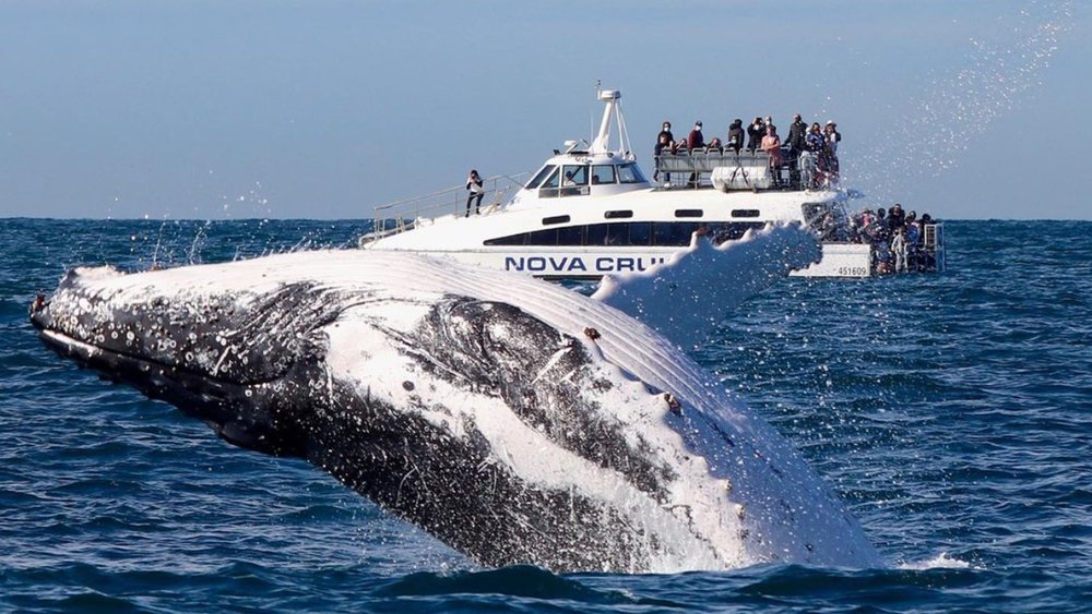 Be amazed by majestic whales. Image credit: @coast.xp