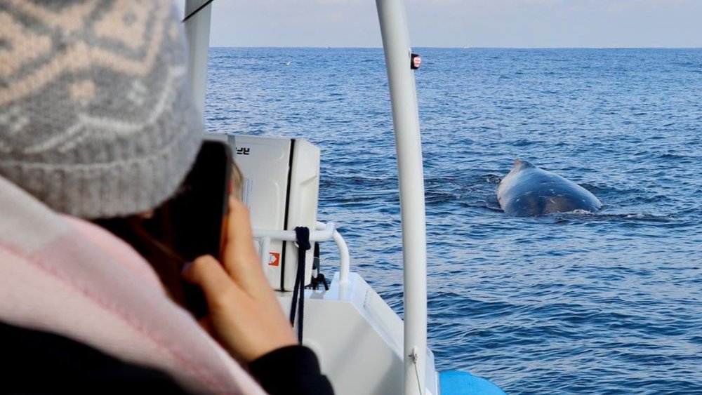 Capture IG-worthy photos of the impressive whales. Image credit: @coast.xp