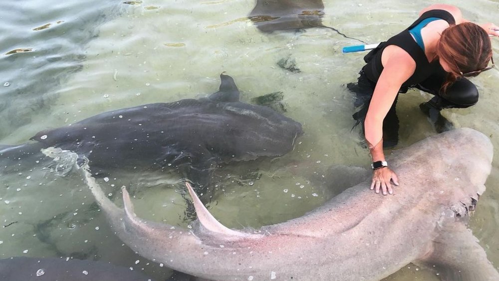 Get up close and personal with sharks and rays at Irukandji.  Image credits: @irukandji_sharknray on Instagram