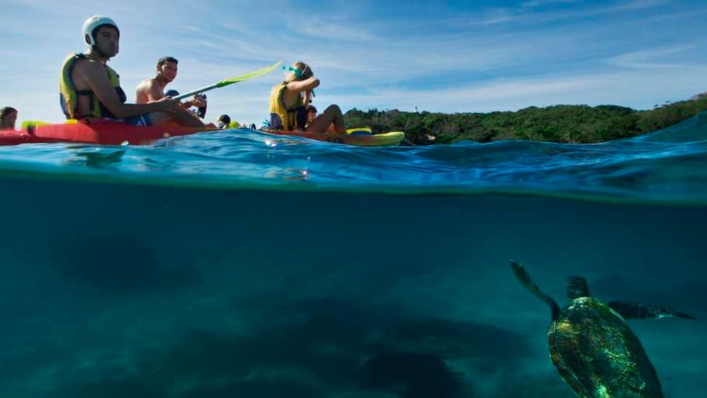 See the marine life of Byron Bay