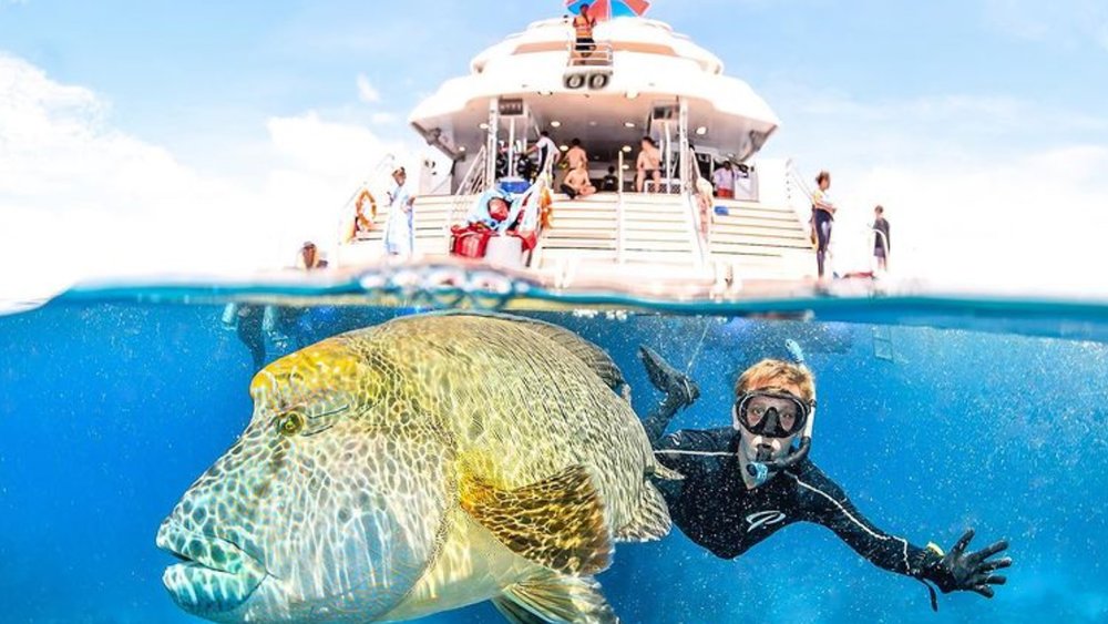 See the beauty of the Great Barrier Reef underwater. Image credit: @dive_down_under