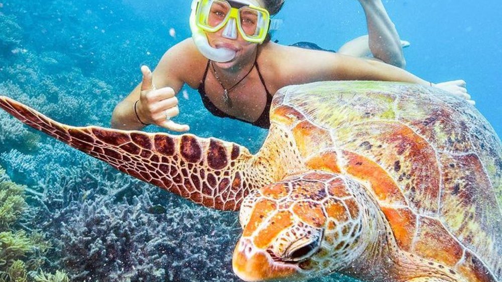 Hang out with amazing turtles underwater at Moore Reef. Image credit: @calypsoreefimagery