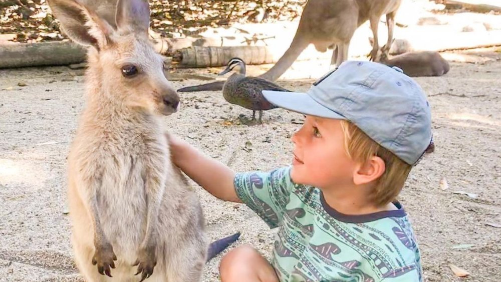 Meet friendly roos at Wildlife Habitat. Image credit:@6reasonswhy_travelblog