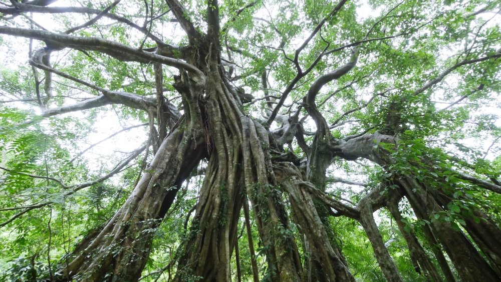 台東景點：知本國家森林遊樂區