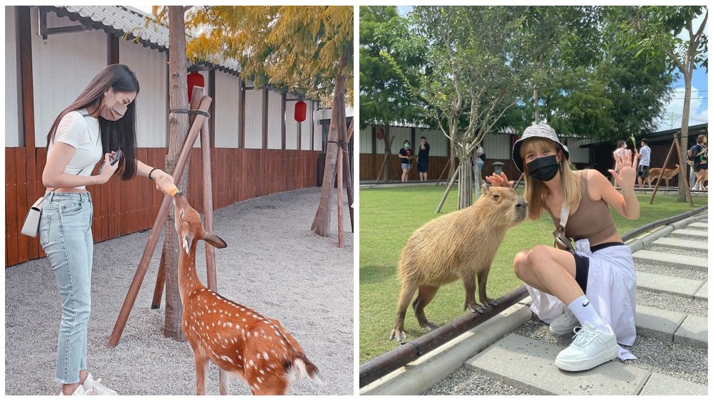 親子農場推薦:張美阿嬤農場