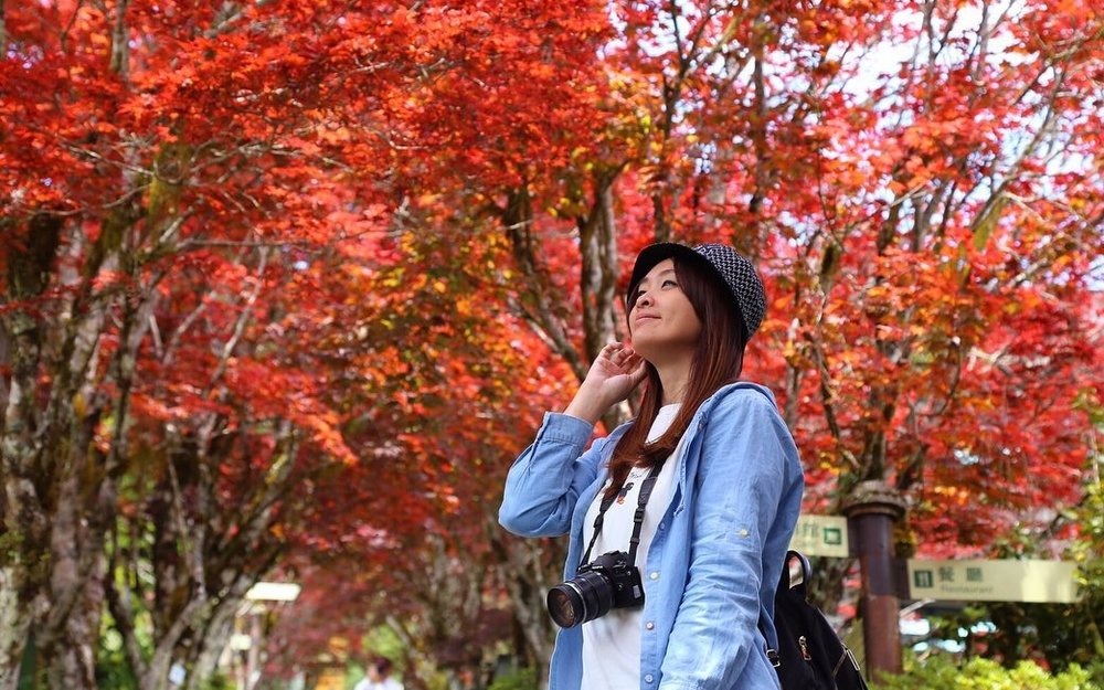 太平山楓葉:紫葉槭