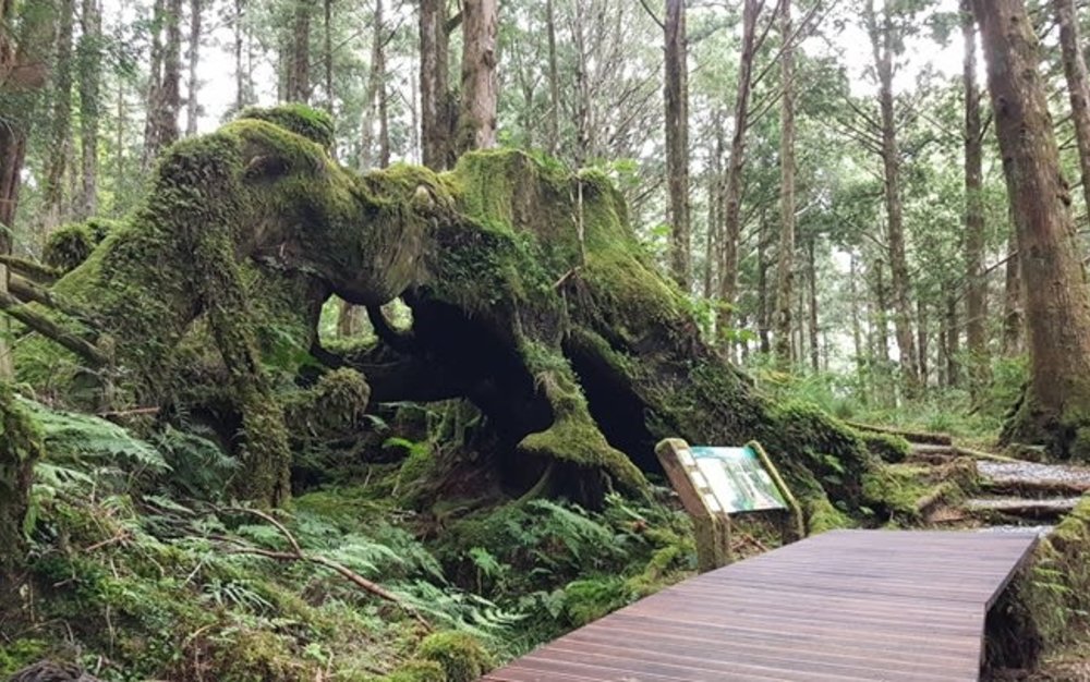 太平山步道:茂興懷舊步道