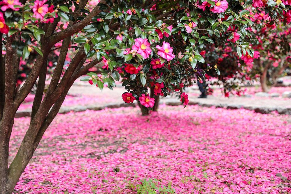 Camellias bloom from November to January. Image credits to Jeju Tourism Organization