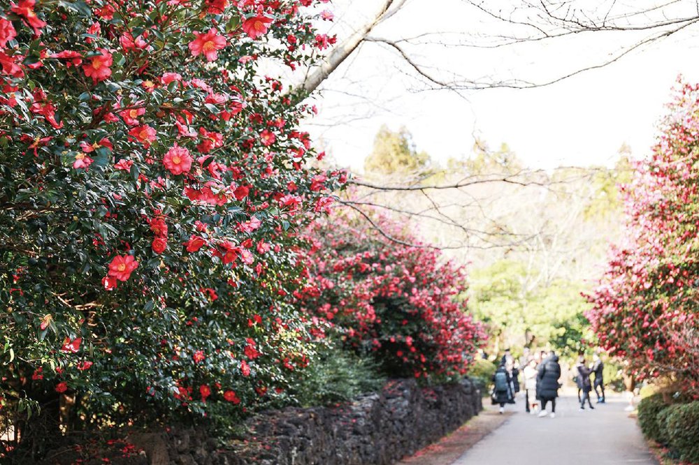 You can also find silver grass and Pink Muhly at Camellia Hill. Image credits to Jeju Tourism Organization