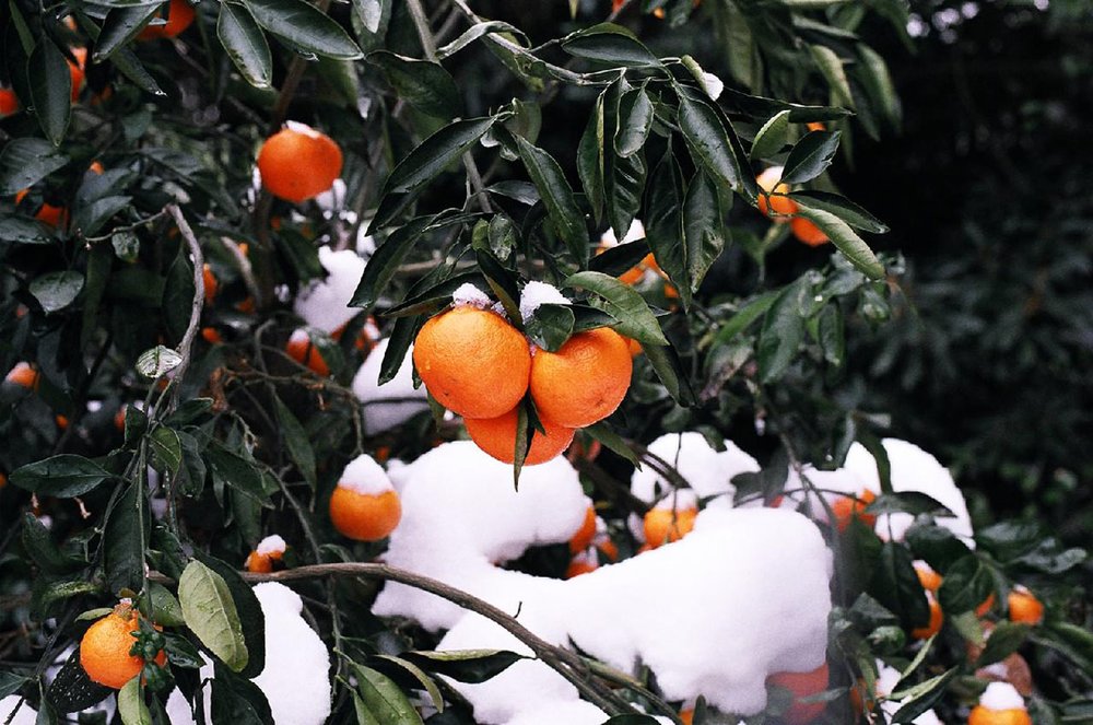 At Hahyo Village, you can harvest mandarins from November to January. Image credits to Jeju Tourism Organization