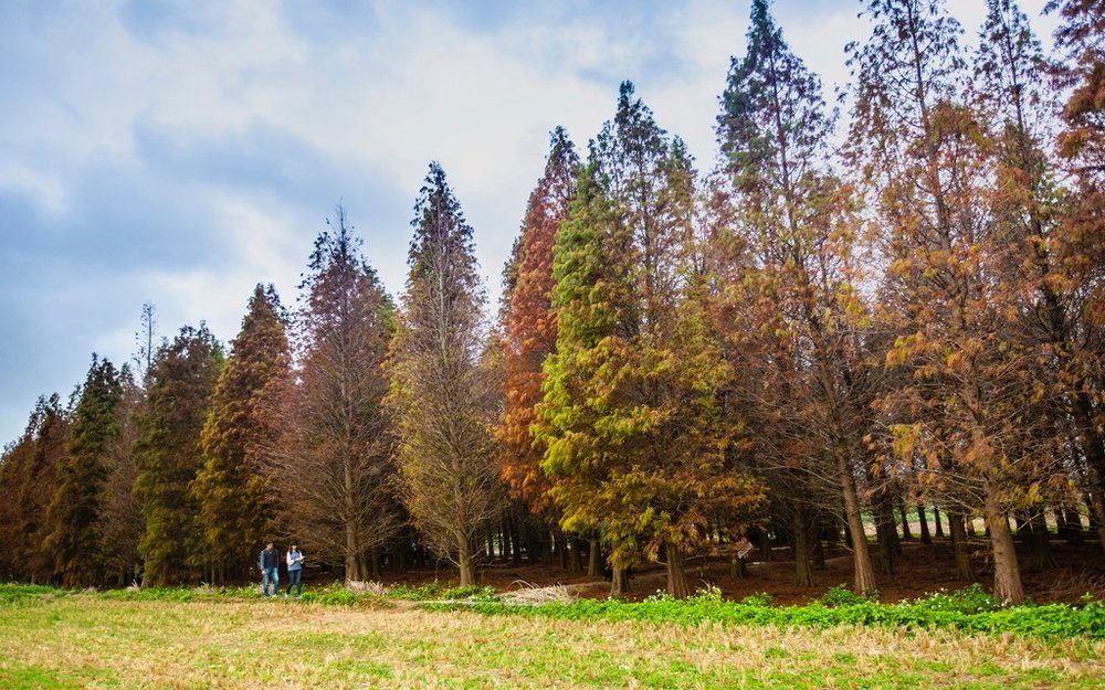 桃園落羽松景點:八德落羽松秘境