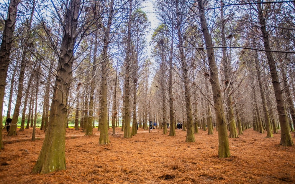 全台落羽松景點:八德落羽松秘境