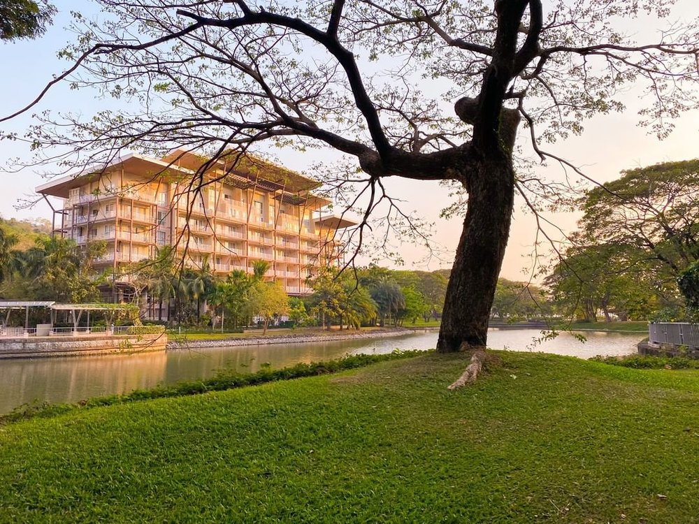 big tree with hotel backdrop