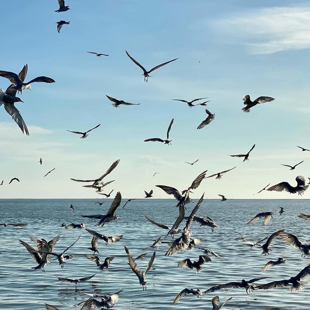 Eagle Feeding cruise experience at Pasir Penambang Kuala Selangor