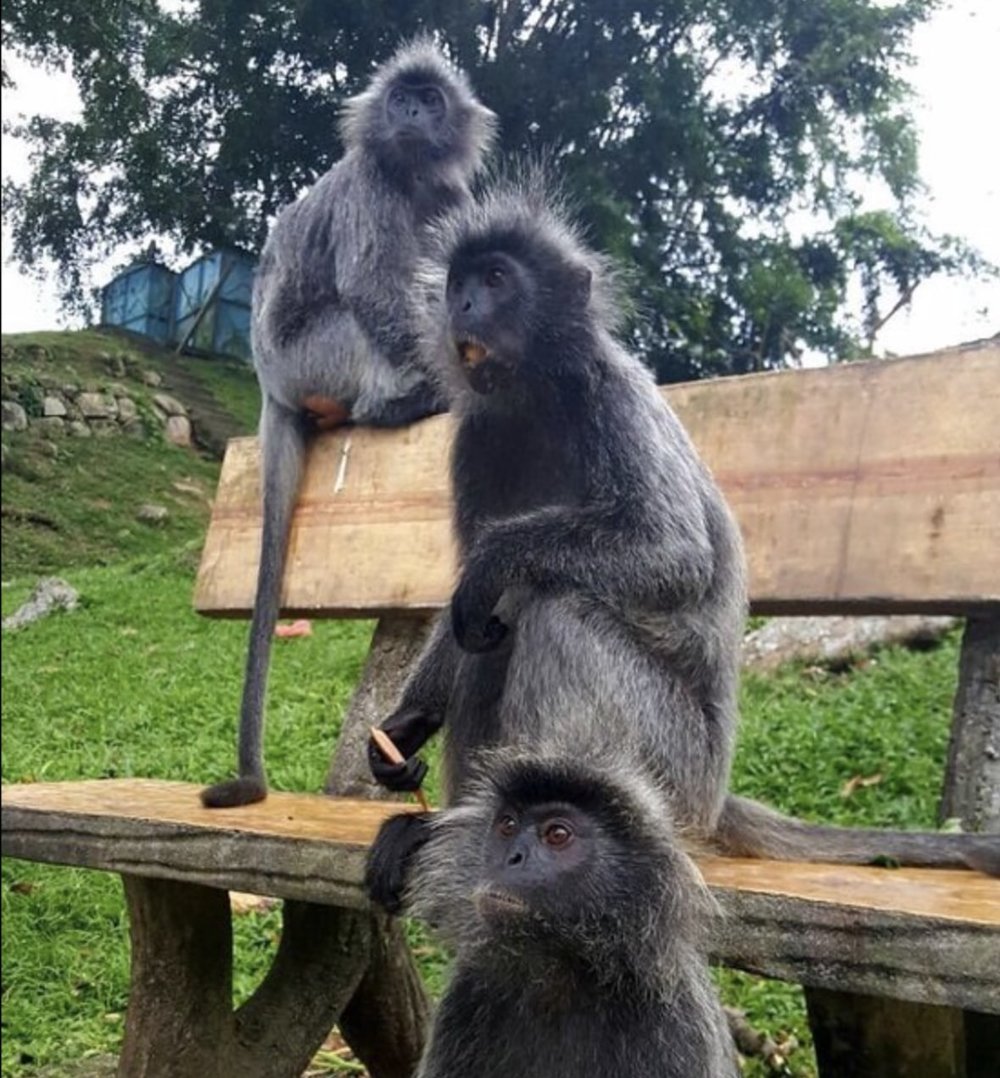 silvered leaf monkeys at Bukit Melawati Kuala Selangor