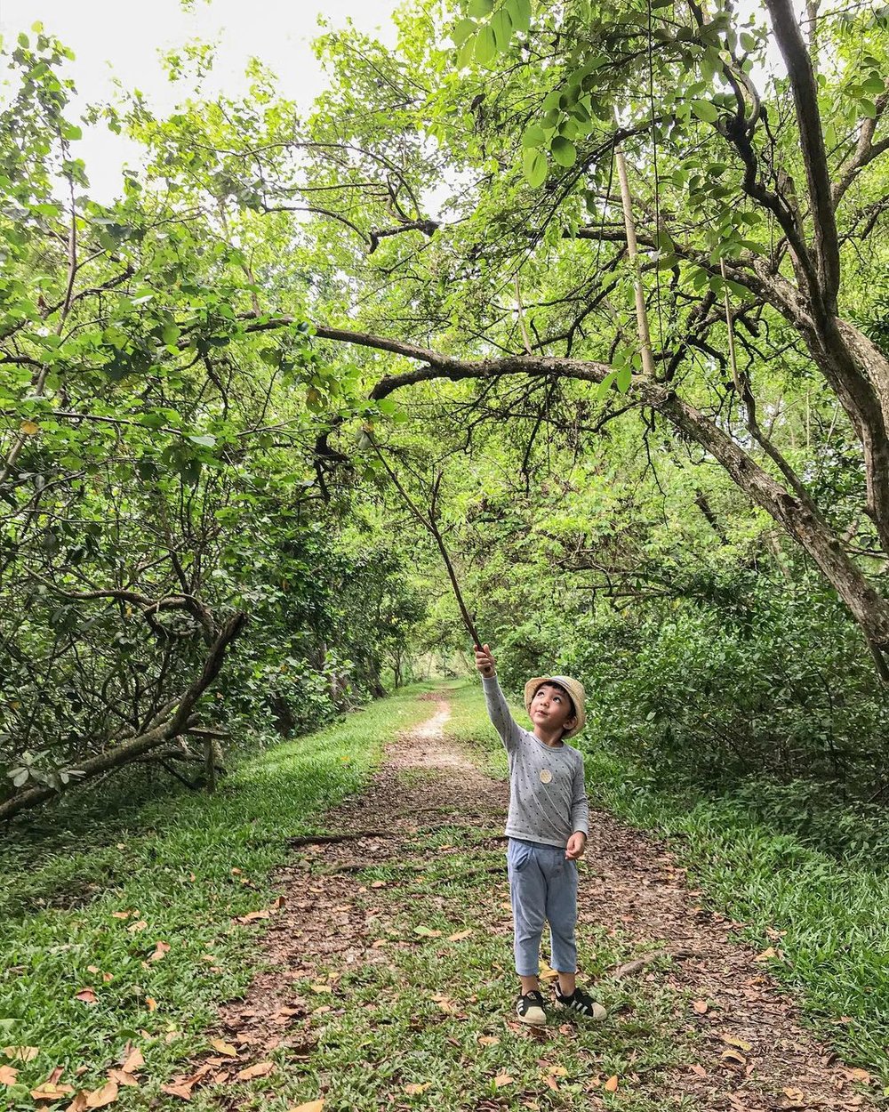 nature walk at Kuala Selangor Nature Park best thing to do in Selangor