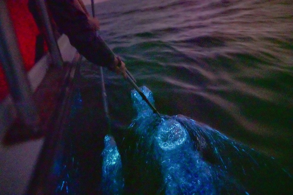 blue tears night river cruise best thing to do in Kuala Selangor