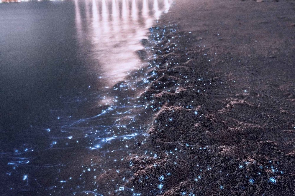 blue tears night river cruise best thing to do in Kuala Selangor