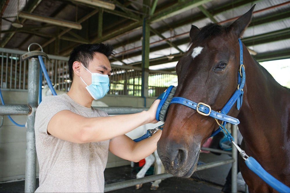horse grooming singapore