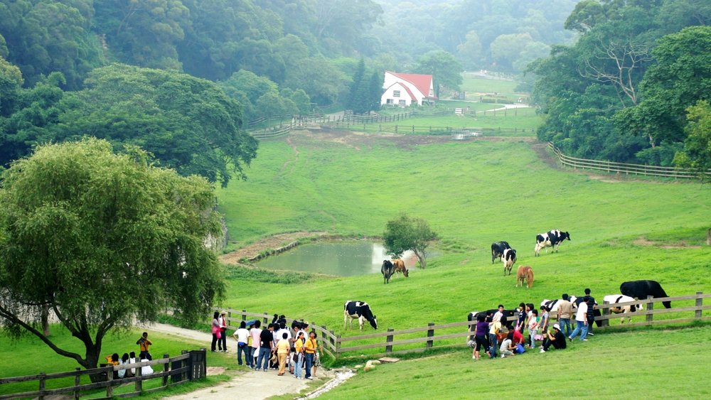 苗栗親子景點:飛牛牧場