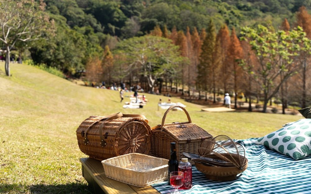 新竹落羽松秘境:小森之歌