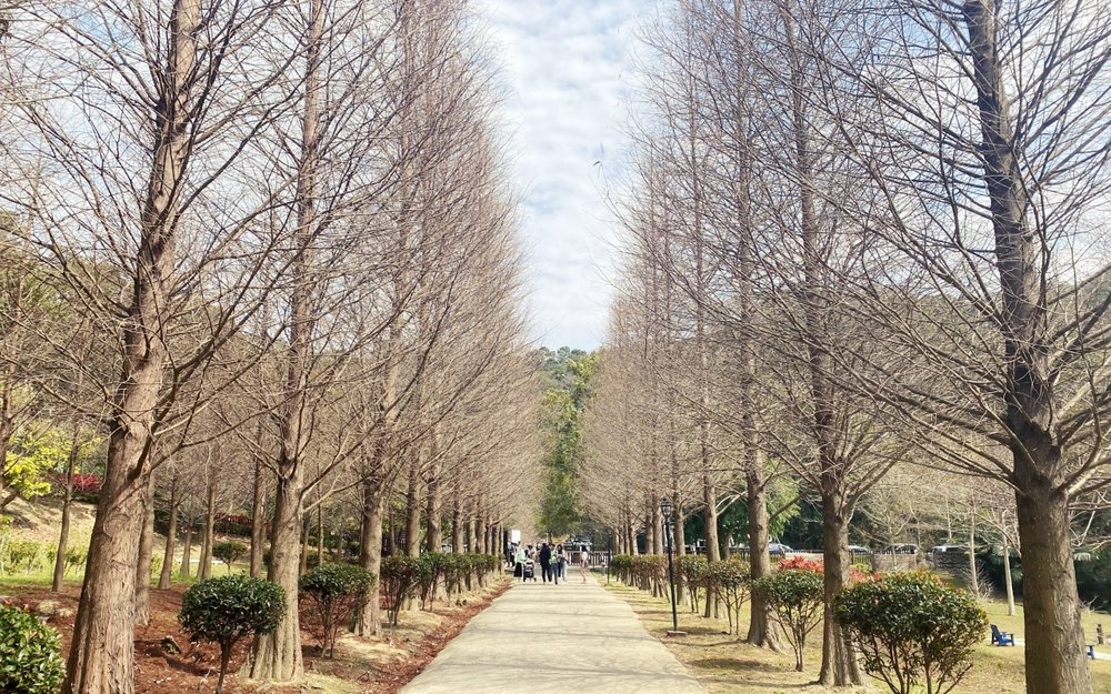 新竹景點:小森之歌 落羽松大道