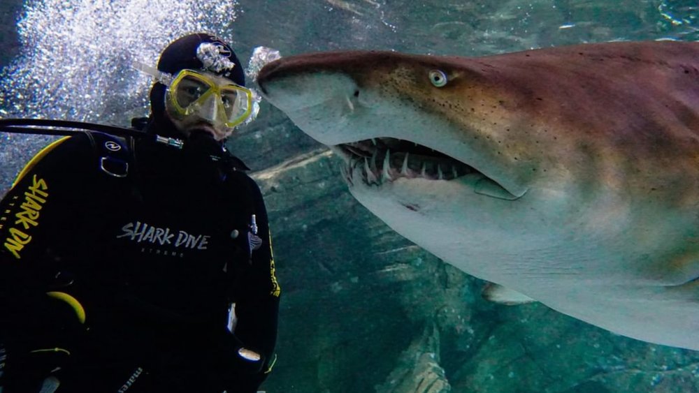 Befriend a shark at SEA LIFE Sunshine Coast! Image credits: @sealifesunshinecoast