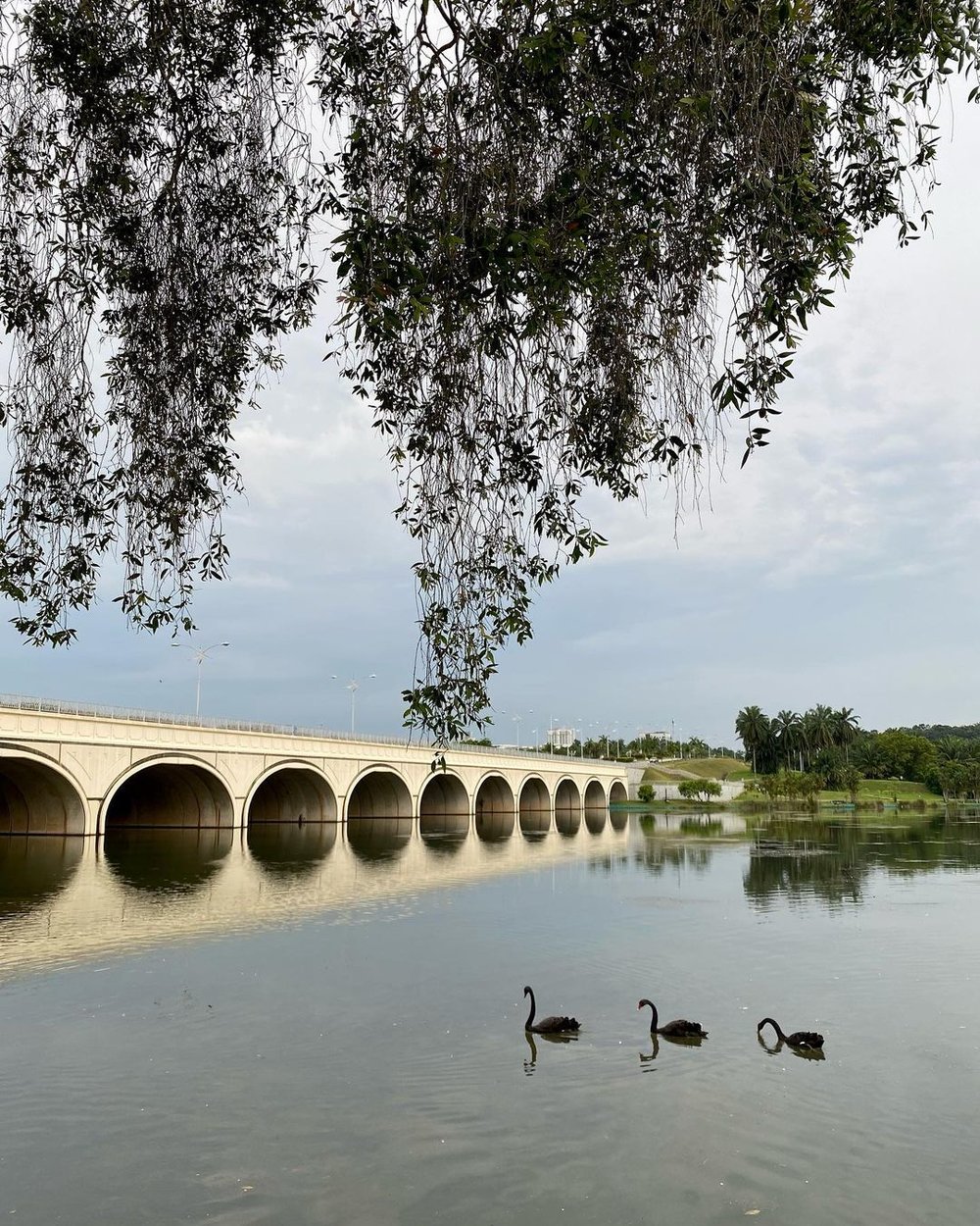 wildlife bird sighting at Putrajaya Wetlands Park top thing to do in Putrajaya