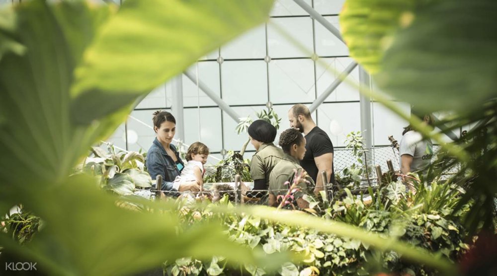 Discover why rainforests are important at The Green Planet!