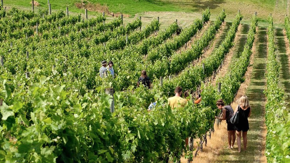 Learn all about the fine art of winemaking from the experts themselves. Image credit: @te_motu_waiheke