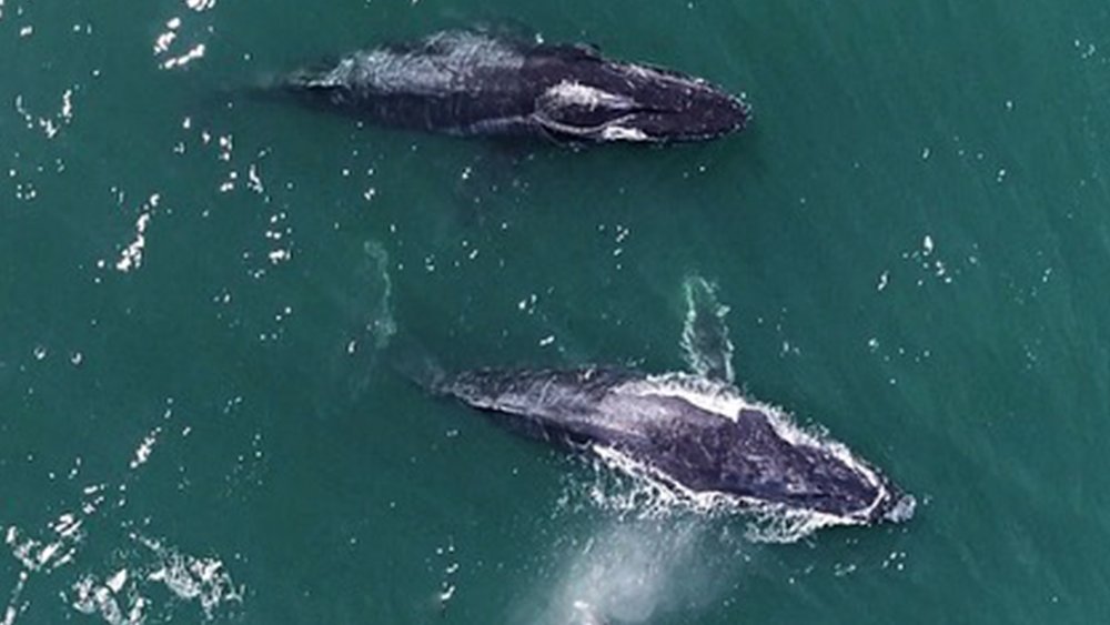 Marvel at the majestic whales on a fun cruise from Perth. Image credit: @whalewatchwesternaustralia on Insatgram