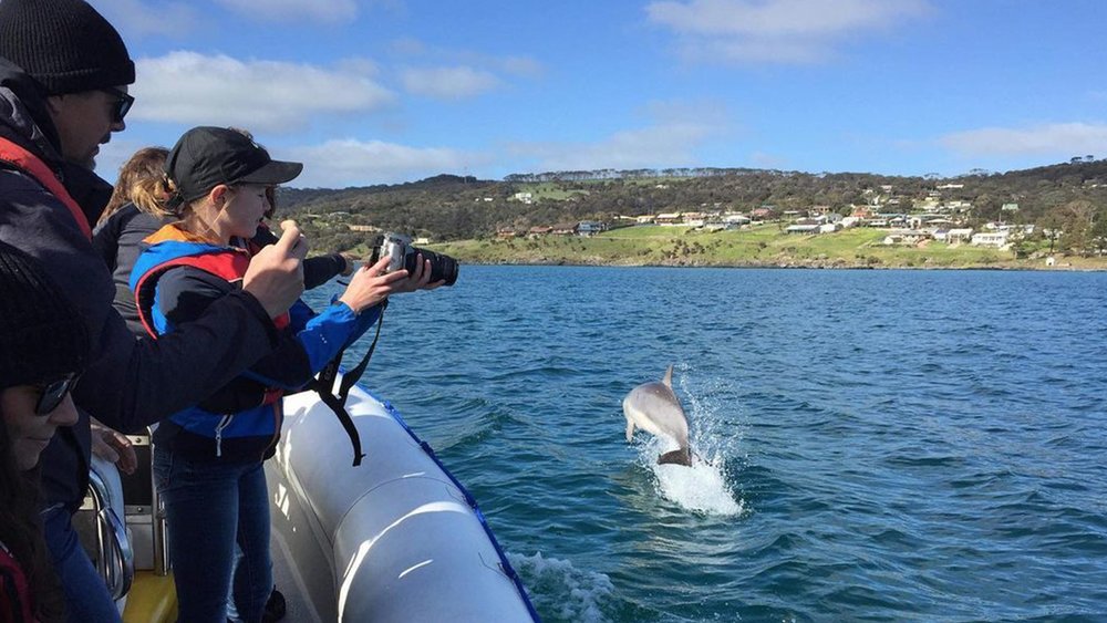Grab your camera to capture the best photos of the dolphins. Image credit: @kioceansafari on Instagram