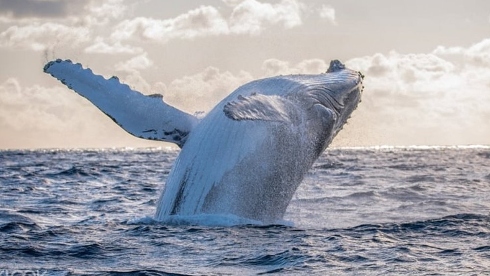 It’s your chance to see marine life in their natural habitat while having your wine fix!