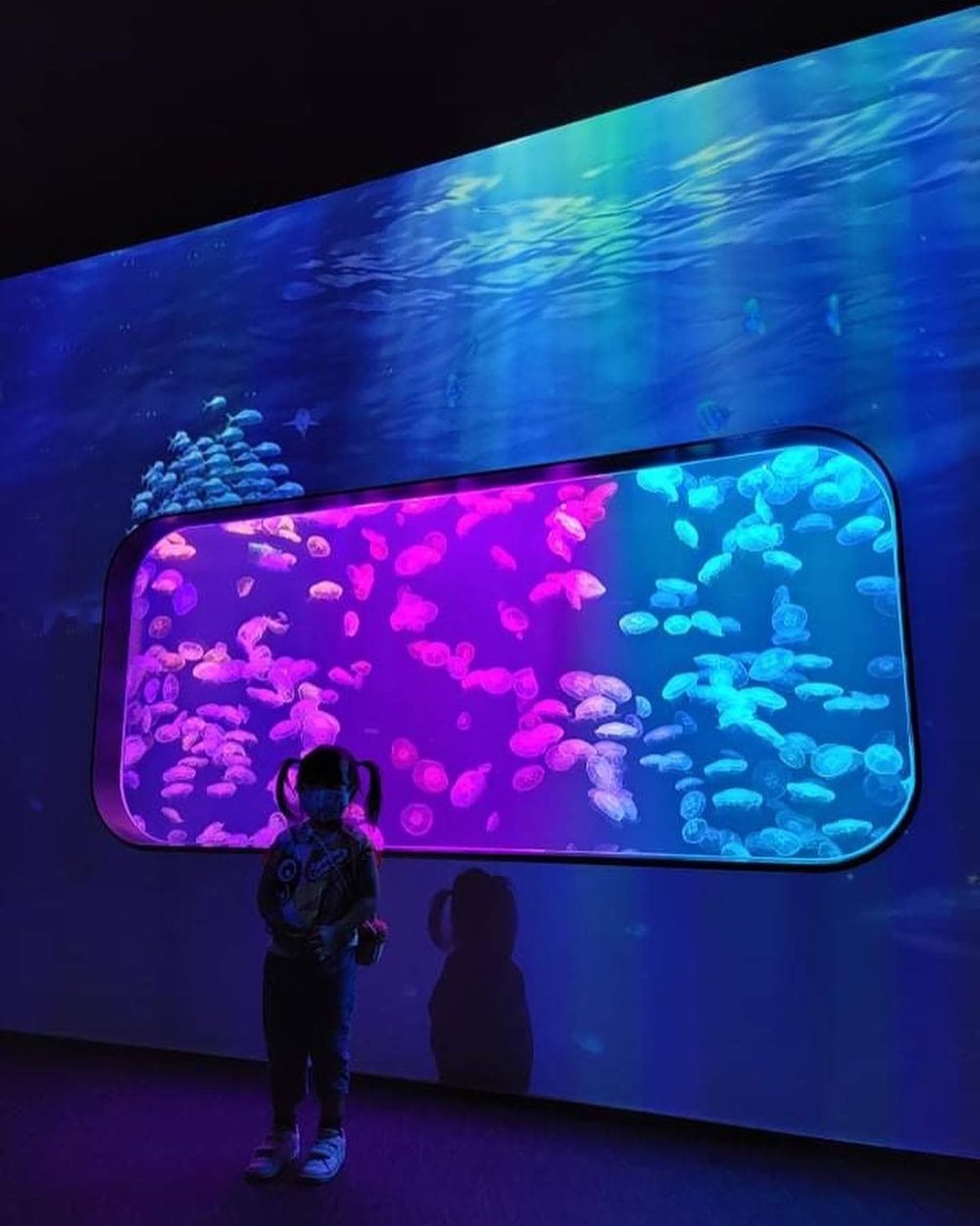 多個水族箱讓小朋友認識不同的水母特色。(Instagram @chunlam.mama)
