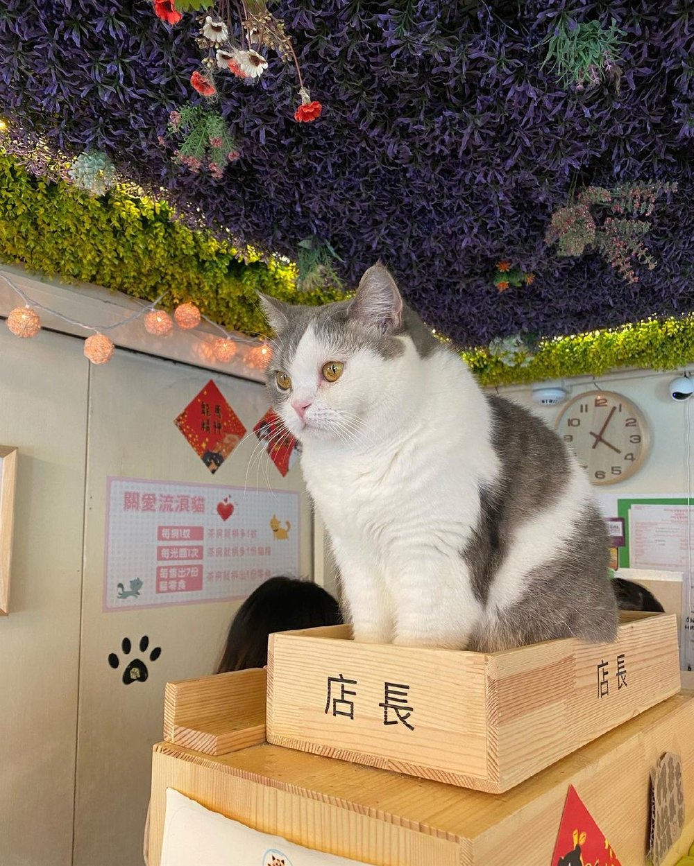 趣緻圓圓的貓,極具吸引力。(Instagram @foodiewendyhk)