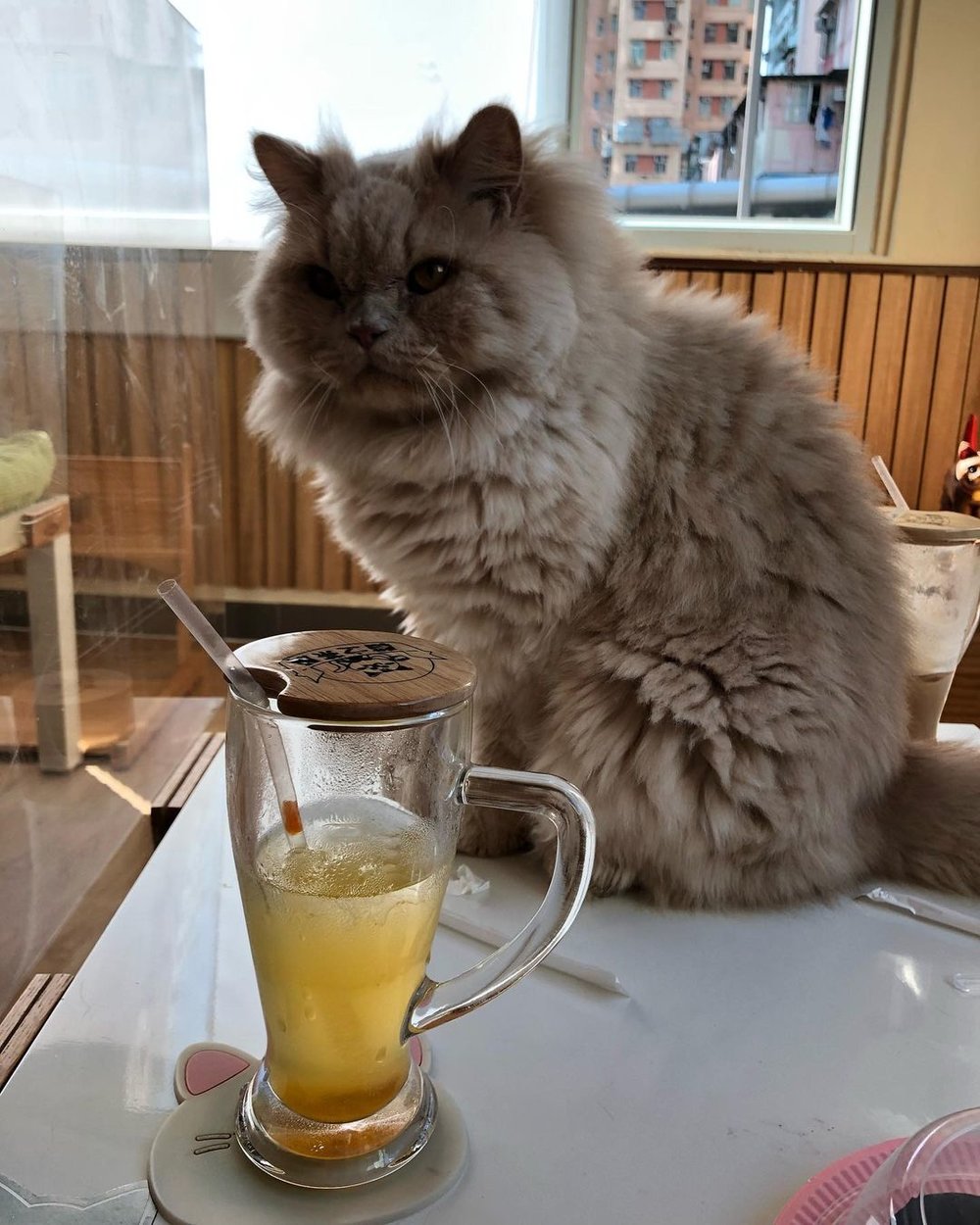 玩還玩,不要讓為食貓吃人類的食物呀!(Instagram @eds.daily)