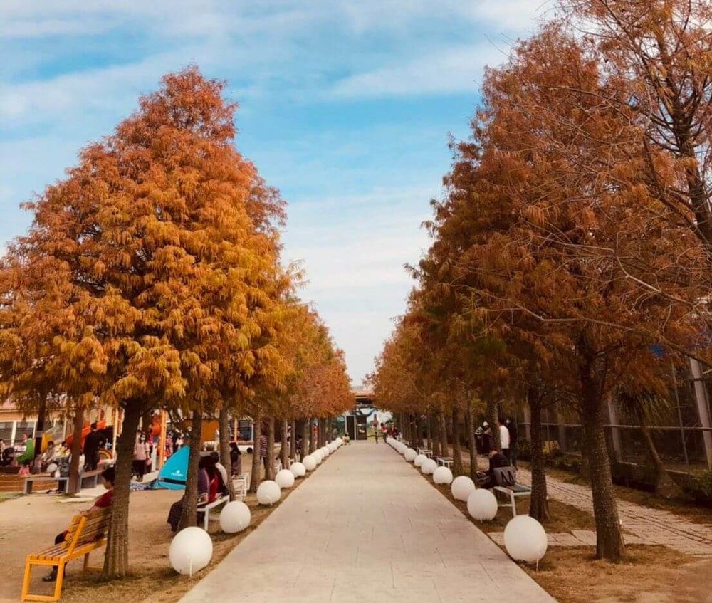 嘉義落羽松景點:三隻小豬觀光農場