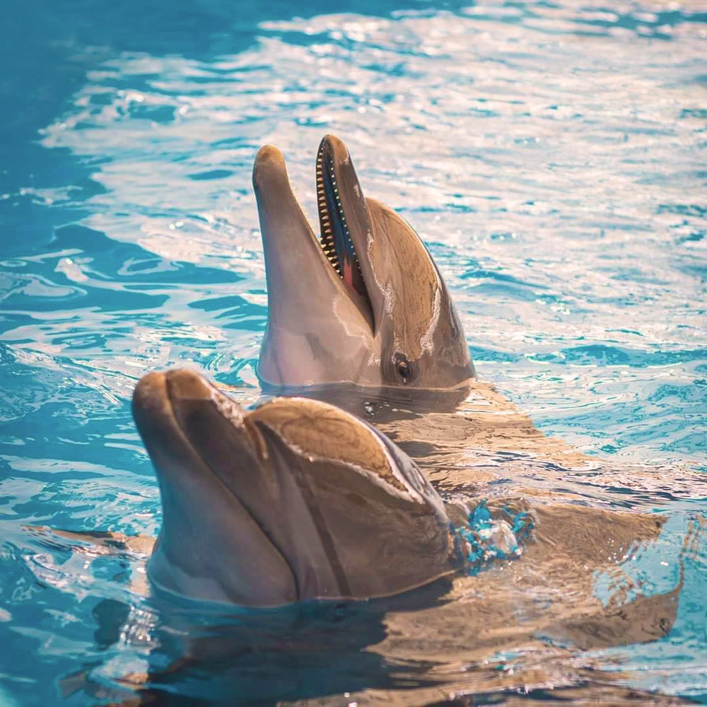 Pattaya Dolphinarium