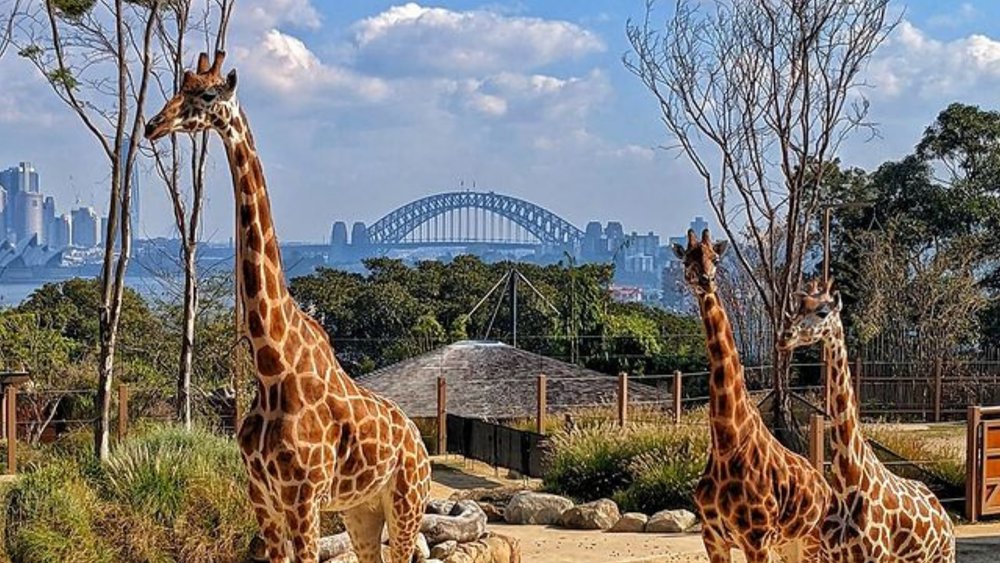 taronga zoo 