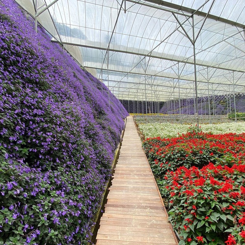 cameron flora park cameron highlands new picnic spot