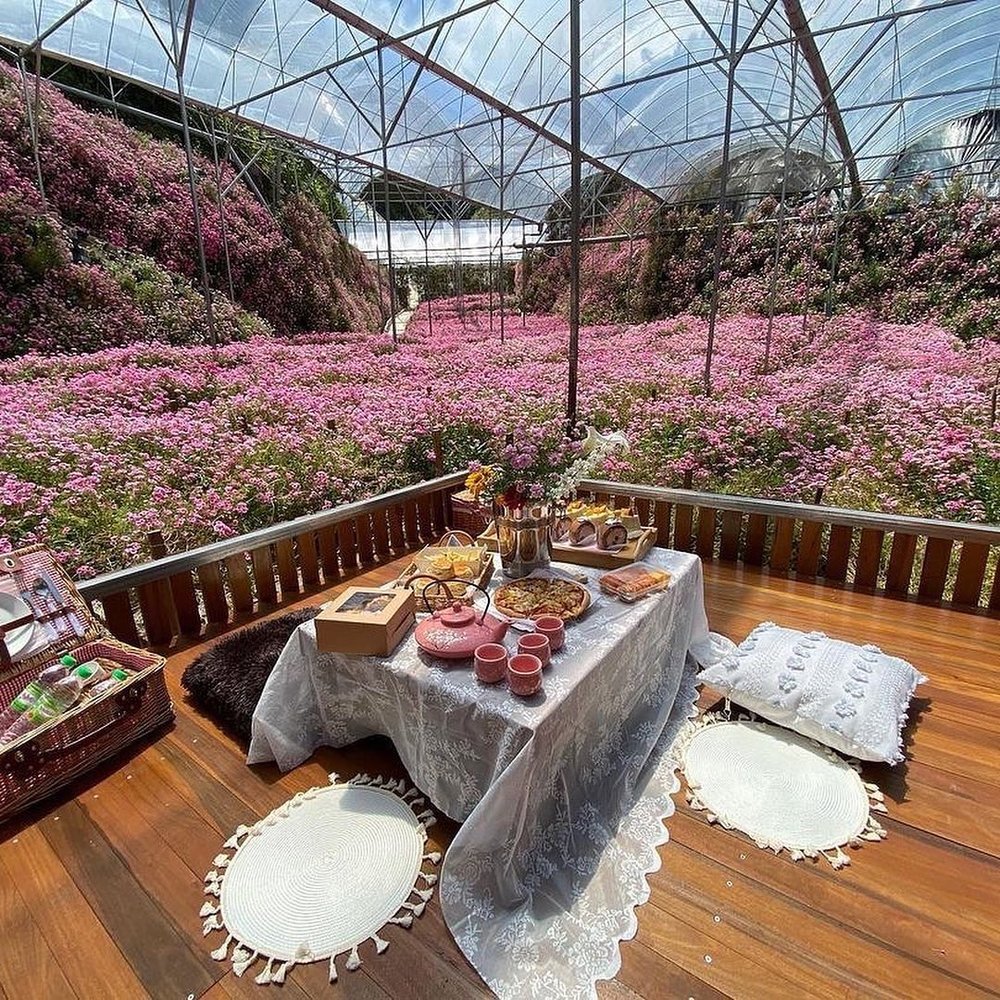 17 Things To Do In Cameron Highlands: Flower Fields, Strawberry Farms ...