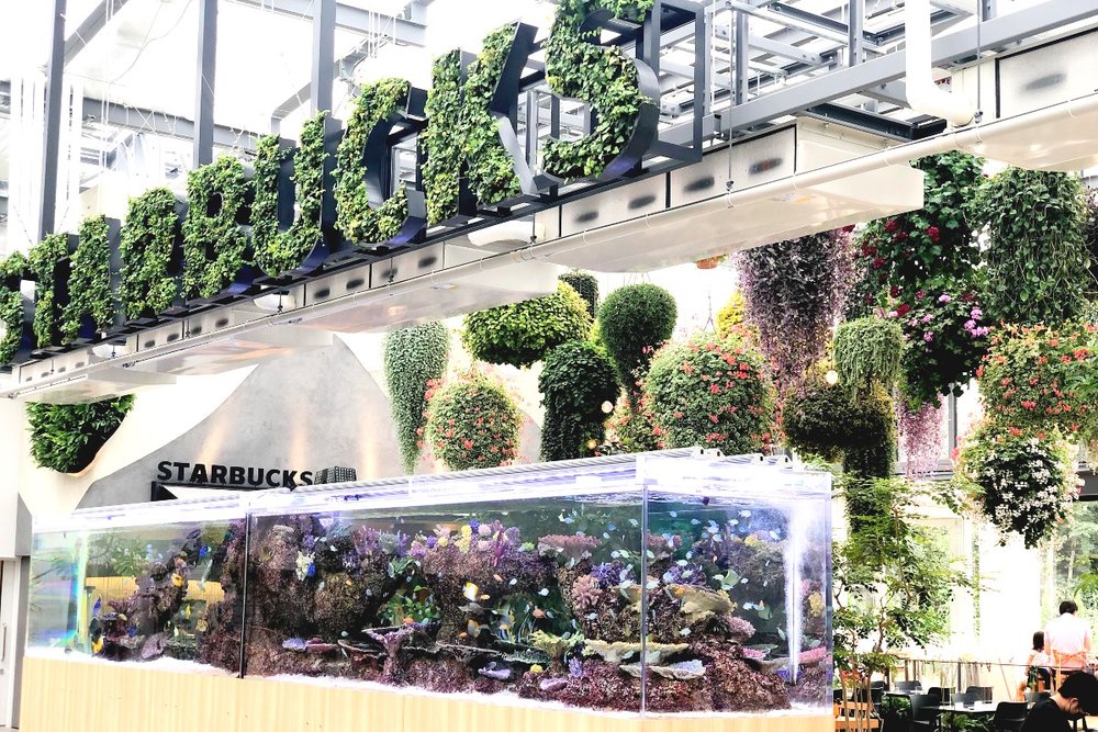 HANA・BIYORI スターバックス