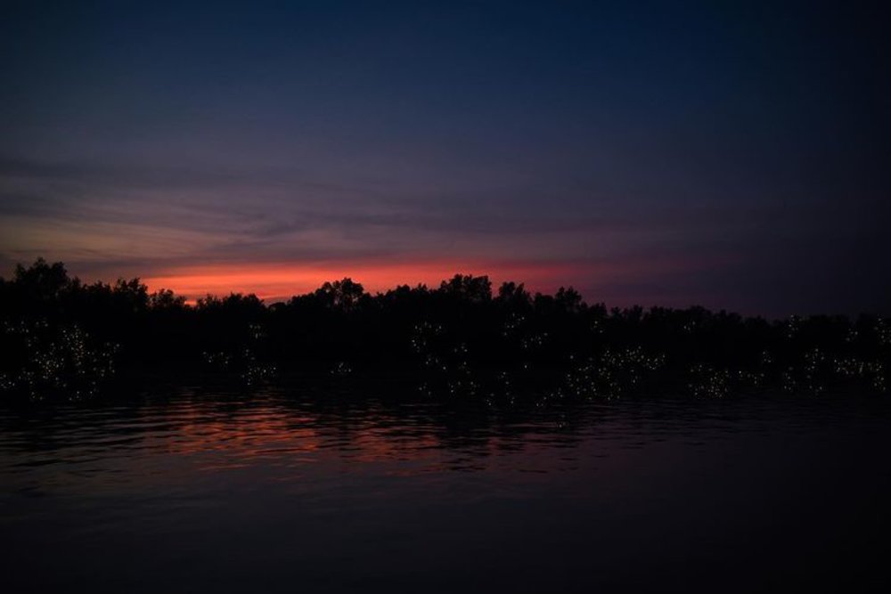 fireflies river cruise kuala selangor tickets tour night