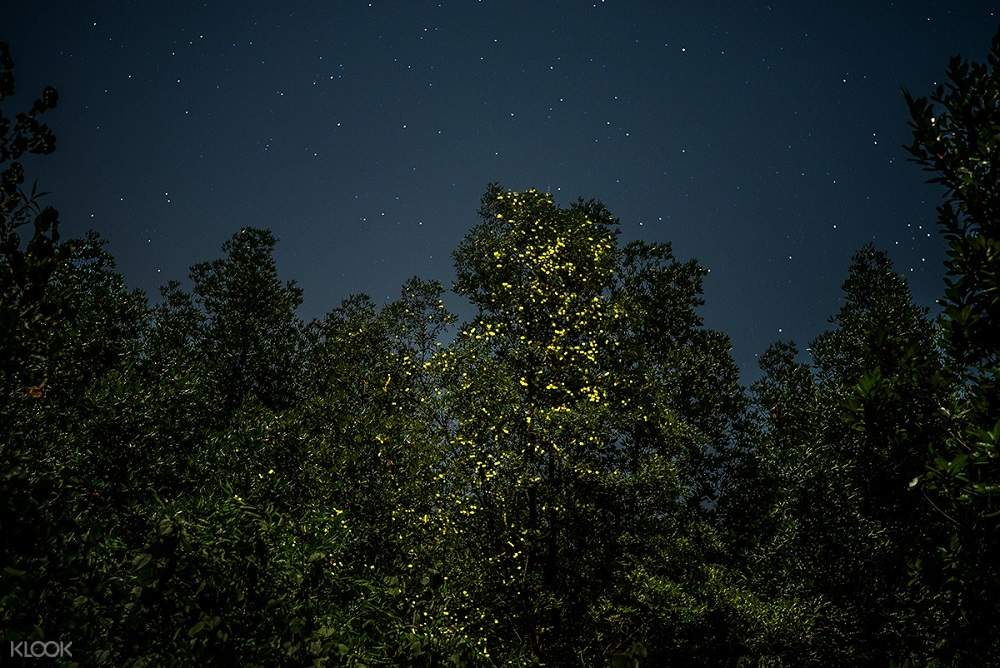 fireflies cruise kuala selangor