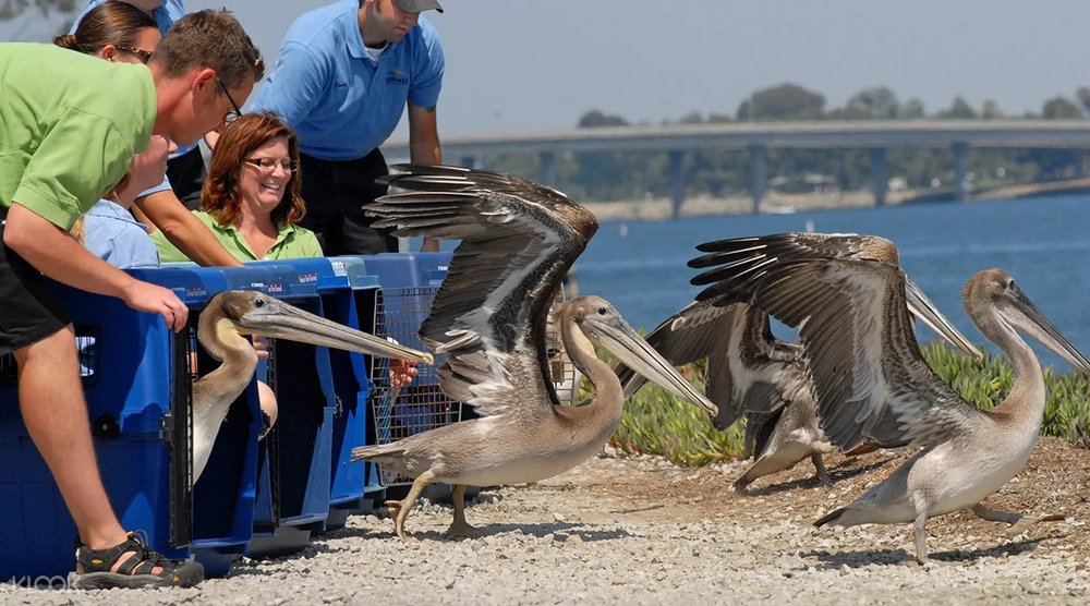 Get the direct experience to see a lot of animals inside SeaWorld