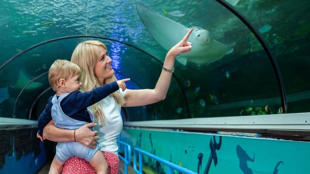 Kids and kids-at-heart will enjoy SEA LIFE Sydney! Credits: @sealifesydneyaquarium