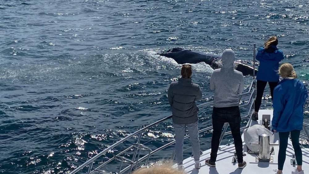 See majestic humpback whales at Busselton Credit: @allseacharters