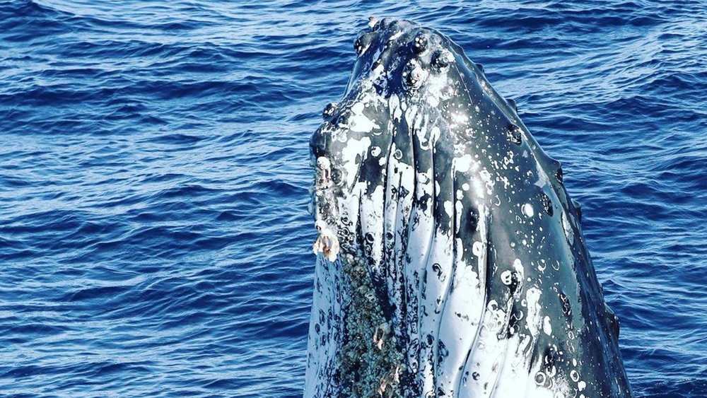 Learn all about whales at Port Stephens. Image credit: @moonshadowtqc on Instagram